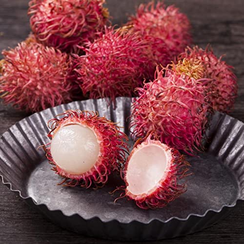 Somerway Fruchtsamen zum Pflanzen, nährstoffreiche Früchte, gentechnikfreie, mehrjährige Blumensamen für den Garten, 20 Stück Rambutan-Samen von Somerway