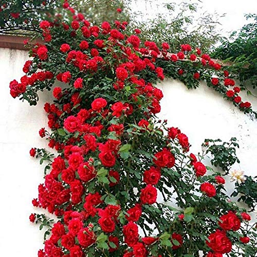 Somerway Kletterrosensamen, 500Pcs/Beutel Mehrjährige Blumensamen Zum Pflanzen, Mehrfarbige Topfrosen-Blumensamen Für Gartendekoration rot von Somerway