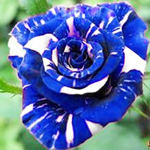 Somerway Rose Samen 200 stücke Blau Rose Samen Staude Blumensamen Für Pflanzung Duftende Landschaftsgestaltung Rose Blumensamen Garten Dekor Blau von Somerway