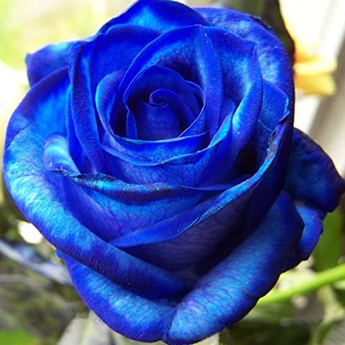 Somerway Rosenblumensamen zum Pflanzen, bunte gemischte Rosenblumensamen für den Garten, dekorative Bonsai-Samen-Pflanzentopfdekoration 100 Stück Blaue Rose von Somerway
