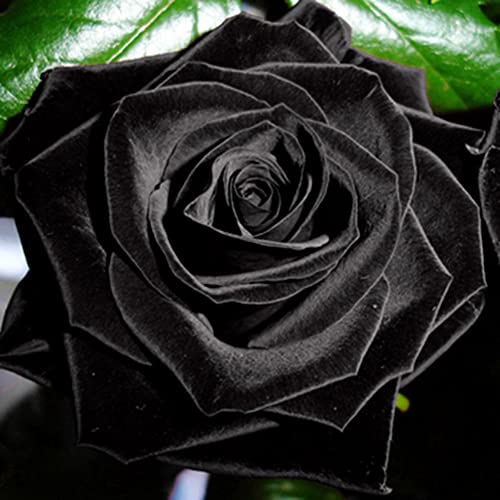 Somerway Rosenblumensamen zum Pflanzen, bunte gemischte Rosenblumensamen für den Garten, dekorative Bonsai-Samen-Pflanzentopfdekoration 100 Stück mysteriöse schwarze Rose von Somerway