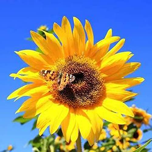 Somerway Sonnenblumenkerne Für Den Garten, 100 Stück/Beutel Sonnenblumenkerne, Schnell Wachsende GVO-freie Einfache Pflanze Lange Blütenblätter Helianthus-Samen Für Den Balkon Sonnenblumenkerne von Somerway