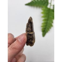 Kalifornien Rauchquarz Punkt. Rauchquarz-Endung. 100% Natürliche Rauchspitze. Mojave Wüste Kalifornien Rauchquarz Punkt. Rauchquarz-Endung. 100% Natürliche Rauchspitze. Mojave Wüste von SomethingMined