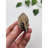 Montana Rauchquarz Punkt. Rauchquarz-Endung. 100% Natürliche Rauchspitze von SomethingMined