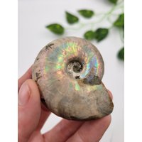 Opalisierter Ammonit. 100% Natürliche Formation. Roher Fossilen. Madagaskar. Iridescence Opalisierter Ammonit. 100% Natürliche Formation. Roher Fossilen. Madagaskar. Iridescence von SomethingMined