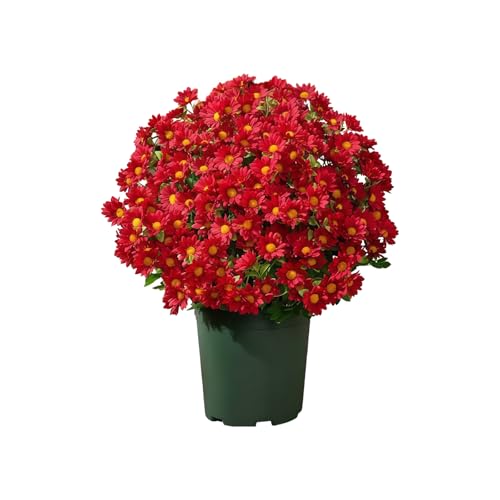 Songelt Realistische Chrysanthemen-Bündel für Innen- und Außenbereich, bunte Blumen für Terrasse, Hochzeit, Party, Zubehör, künstliche Blumenarrangements Songelt Realistische Chrysanthemen-Bündel für Innen- und Außenbereich, bunte Blumen für Terrasse, Hochzeit, Party, Zubehör, künstliche Blumenarrangements von Songelt