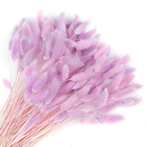 Songjum 120 Stück Getrocknete Blumen Hasenschwänze Pampasgras Natürlicher Kaninchenschwanz Getrockneter Blumenstrauß Pampasgras Dekor für Wohnkultur Boho Zuhause Dekoration Blumenarrangements(Lila) Songjum 120 Stück Getrocknete Blumen Hasenschwänze Pampasgras Natürlicher Kaninchenschwanz Getrockneter Blumenstrauß Pampasgras Dekor für Wohnkultur Boho Zuhause Dekoration Blumenarrangements(Lila) von Songjum