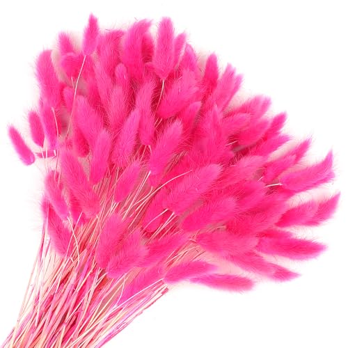 Songjum 120 Stück Getrocknete Blumen Hasenschwänze Pampasgras Natürlicher Kaninchenschwanz Getrockneter Blumenstrauß Pampasgras Dekor für Wohnkultur Boho Zuhause Dekoration Blumen(Rosenrot) Songjum 120 Stück Getrocknete Blumen Hasenschwänze Pampasgras Natürlicher Kaninchenschwanz Getrockneter Blumenstrauß Pampasgras Dekor für Wohnkultur Boho Zuhause Dekoration Blumen(Rosenrot) von Songjum