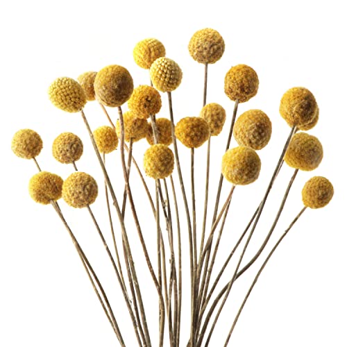 20 PCS Billy Bälle Blumen Getrocknet Craspedia Globes Decor Natürliche Getrocknete Blumen für Blumenarrangements, Hochzeit, Zuhause, Hohe Vase, Dekoration （Gelb） von Songjum