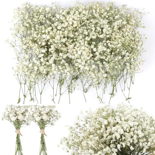 Songjum 200 Stück Schleierkraut Getrocknet 8000+Mini Pressed Real Gypsophila Bulk Natürliche Weiß und Grün Getrocknete Blumen für Hochzeit Kranz Karte Machen Tisch Vase Geschenk Home Decor von Songjum