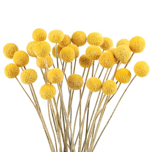 32PCS Billy Bälle Blumen Getrocknet Craspedia Globes Decor Natürliche Getrocknete Blumen für Blumenarrangements, Hochzeit, Zuhause, Hohe Vase, Dekoration （Gelb） von Songjum