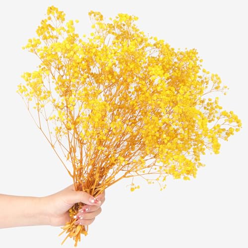 40cm Schleierkraut getrocknet 70g 2000+ Natürlich Gypsophila Trockenblumen Blütenknospe Echt Trockenblumenstrauß für Hochzeit Brautsträuße Vasen Pampasgras Deko(Yellow) von Songjum