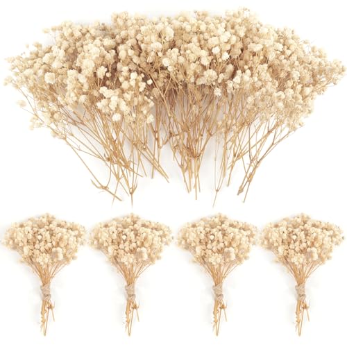 70 Stück Schleierkraut Getrocknet 4000+Mini Pressed Real Gypsophila Bulk Natürliche Elfenbein Weiß Getrocknete Blumen für Haar Zubehör Hochzeit Kranz Karte Machen Tisch Vase Geschenk Home Decor von Songjum