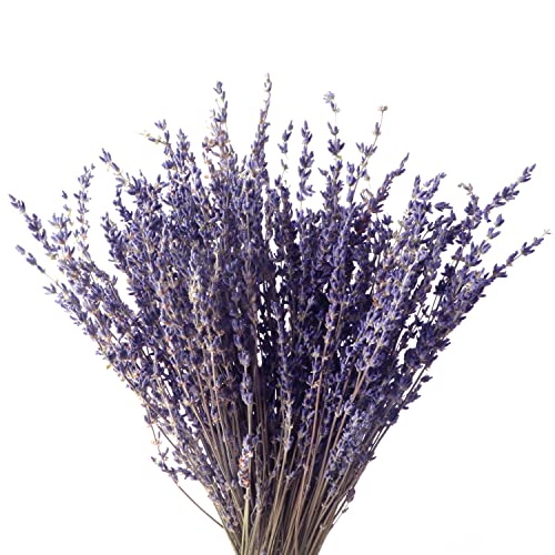 Lavendel Blumen Bouquet Natürlicher Getrockneter Lavendel Trocken Blumen Deko für Partys Esstisch Balkone Genutzt Werden Zuhause Hochzeit Dekoration DIY Geschenke ,100g von Songjum