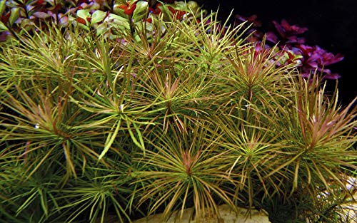 Tropica Aquarium Pflanze Pogostemon stellata Nr.053G Wasserpflanze Aquariumpflanze von TROPICA