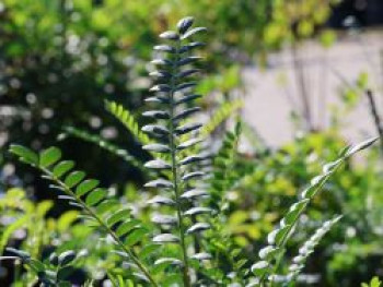 Schnurbaum microphylla 'Sun King' ®, 80-100 cm, Sophora microphylla 'Sun King' ®, Containerware von Sophora microphylla 'Sun King' ®