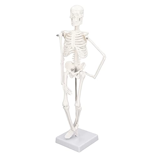 Mini Menschliches Skelett Modell, 17in Skelett Anatomie Modell Mit Beweglichen Armen Beinen Und Ständer Für Studenten Und Künstler, Auch Als Halloween Dekoration von Sorandy