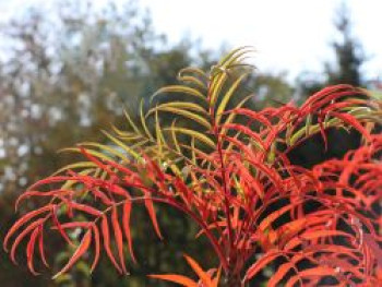 Mehlbeere 'Dodong', 80-100 cm, Sorbus 'Dodong', Containerware von Sorbus 'Dodong'