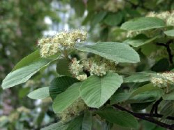 Echte Mehlbeere, 80-100 cm, Sorbus aria, Containerware von Sorbus aria