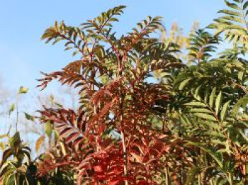 Herbst-Vogelbeere / Eberesche 'Autumn Spire', 80-100 cm, Sorbus aucuparia 'Autumn Spire', Containerware von Sorbus aucuparia 'Autumn Spire'