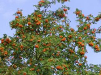 Essbare Vogelbeere / Eberesche 'Edulis', 80-100 cm, Sorbus aucuparia 'Edulis', Containerware von Sorbus aucuparia 'Edulis'