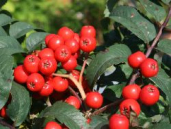 Säulen-Vogelbeere / Eberesche 'Fastigiata', Sorbus aucuparia 'Fastigiata', Topfware von Sorbus aucuparia 'Fastigiata'