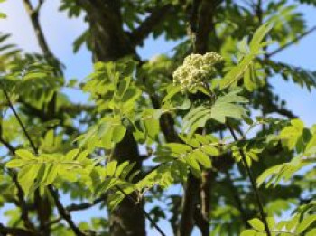 Vogelbeere / Eberesche 'Fingerprint', 80-100 cm, Sorbus aucuparia 'Fingerprint', Containerware von Sorbus aucuparia 'Fingerprint'