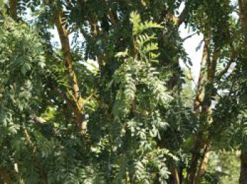 Speierling, 30-50 cm, Sorbus domestica, Weichwandcontainer von Sorbus domestica