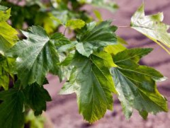 Elsbeere, 80-100 cm, Sorbus torminalis, Containerware von Sorbus torminalis