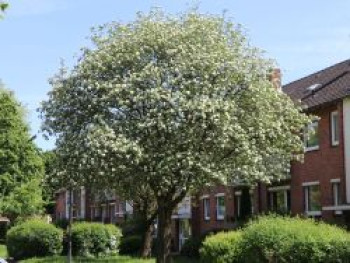 Schwedische Mehlbeere / Oxelbeere, 100-125 cm, Sorbus x intermedia, Containerware von Sorbus x intermedia