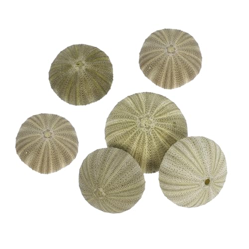 Sosoport 6 Stück Natürliche Muschel Luftpflanzenhalter Tillandsien Sukkulenten Topf Kleine Muscheln Mini Muschel Sukkulenten Pflanzgefäß Natürliche Seeigel Muscheln von Sosoport
