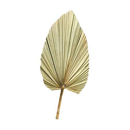 Sosoport Getrocknetes Palmblatt Deko Groß Natürlich Olivgrün Lebendige Farbe Wandbehang Fensterdeko Hochzeits und Partyarrangement Tropisches Boho Design für Wohnzimmer Büro Sosoport Getrocknetes Palmblatt Deko Groß Natürlich Olivgrün Lebendige Farbe Wandbehang Fensterdeko Hochzeits und Partyarrangement Tropisches Boho Design für Wohnzimmer Büro von Sosoport