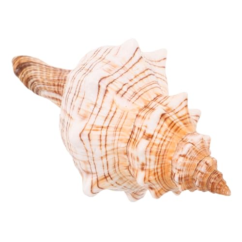 Sosoport Natürliche Große Meeresschnecke Muschel Deko Küstenstil Design Aquarium Zubehör Vase Füller Tischdeko für Strandparty und Innenraum von Sosoport