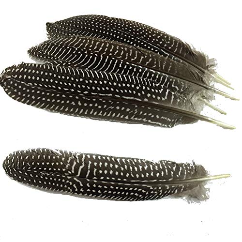 Sowder 20 Stück Perlhuhn Flügel Feder Feder Fasan Gefieder Federn 6-8 Zoll für Home Wedding Decoration von Sowder