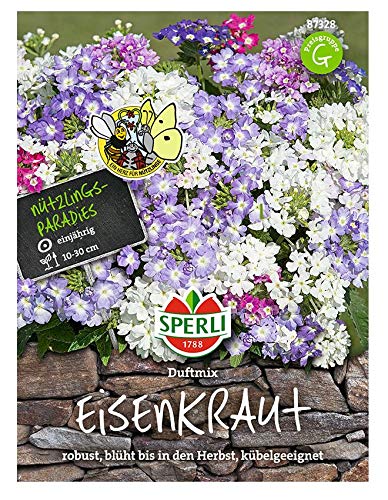 Eisenkraut (Verbene), Duft Mix, begeistert wirklich jeden und versprüht einen herrlich sommerlichen Duft, Eisenkraut ist ein Magnet für Nützlinge von Sperli