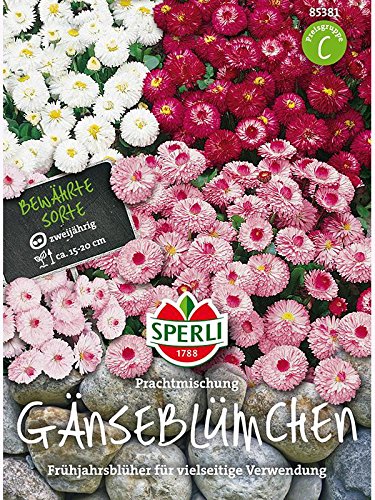 Gänseblümchen (Bellis) Prachtmischung von Sperli - Saatgut