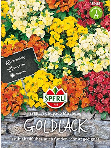 Goldlack SPERLING´s Chupado Mischung Goldlack SPERLING´s Chupado Mischung von Sperli - Saatgut
