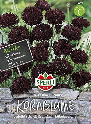 Kornblume SPERLING´s Black Beauty, gedeiht schnell und einfach, kübelgeeignet, gute Nektarblume für Bienen und Schmetterlinge von Sperli - Saatgut