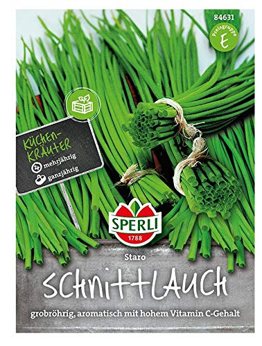 Schnittlauch Staro, grün grobröhrig aromatisch mit hohem Vitamin C gehalt, mehrjährig von Sperli - Saatgut