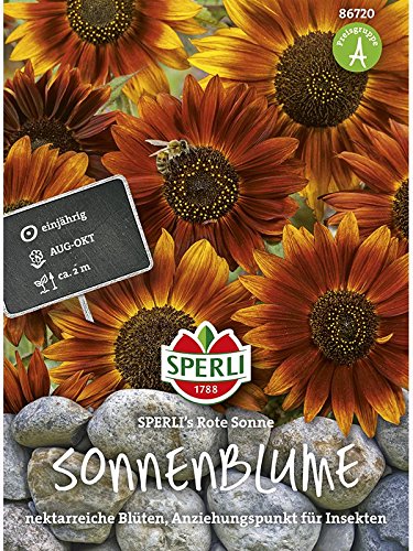 Sonnenblume, Rote Sonne von Sperli - Saatgut