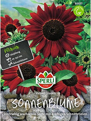 Sonnenblume Velvet Queen von Sperli - Saatgut