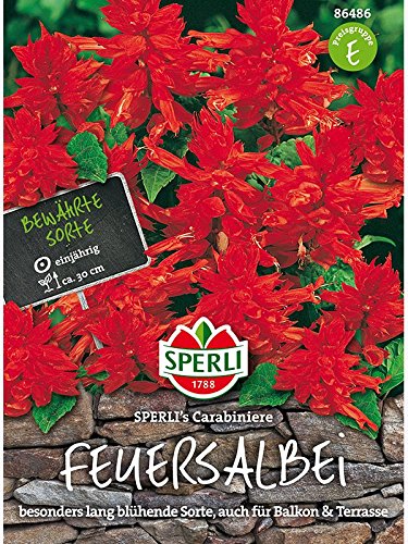 Sperli Feuersalbei, Carrabiniere von Sperli - Saatgut