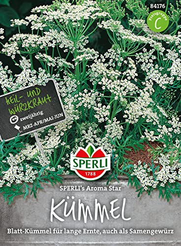 Sperli Gemüsesamen Kümmel Aroma Star, grün von Sperli - Saatgut