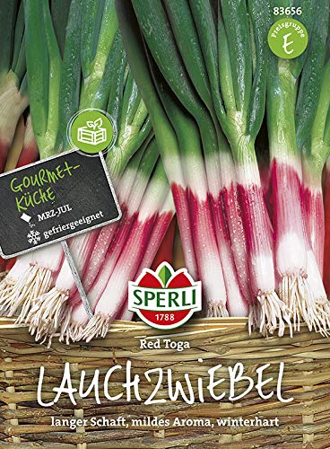 Lauchsamen - Lauchzwiebeln Red Toga von Sperli-Samen Lauchsamen - Lauchzwiebeln Red Toga von Sperli-Samen von Sperli