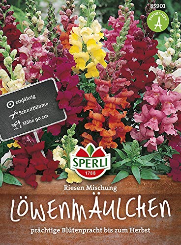 Löwenmaul SPERLI's Riesen Mischung von Sperli