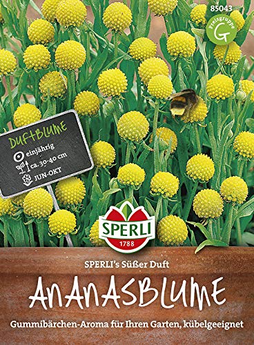 Sperli-Samen Ananasblume SPERLI's Süßer Duft von Sperli