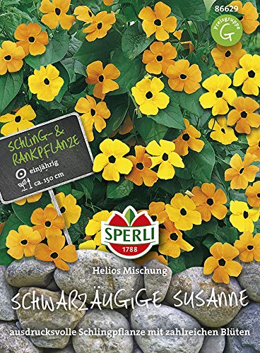 Sperli-Samen Schwarzäugige Susanne gelb-orange Variation von Sperli