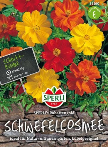 Schmuckkörbchen (Cosmea) SPERLI's Rabattengold von Sperli
