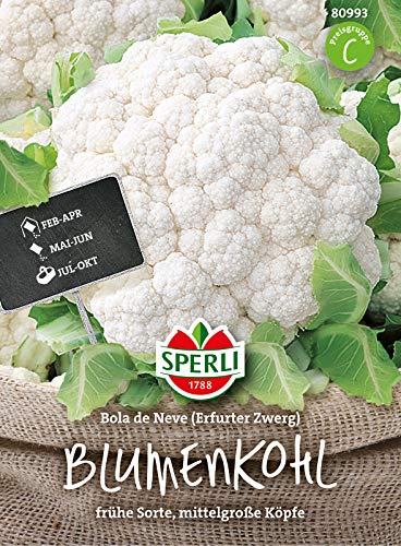 80993 Sperli Premium Blumenkohl Samen Bola de Neve | Frühe Sorte | Mittelgroße Köpfe | Blumenkohl Saatgut | Blumenkohl Samen von Sperli