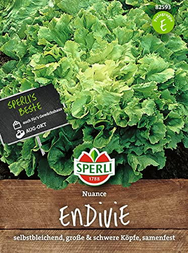 82593 Sperli Premium Endiviensalat Samen | Endivien Samen | Große Schwere Köpfe | Endivien Salat | Schnellwachsende Endivie von Sperli